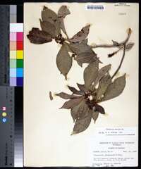 Psychotria nervosa image