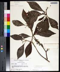 Psychotria nervosa image
