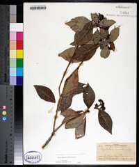 Psychotria nervosa image