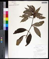 Psychotria nervosa image