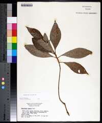 Psychotria nervosa image