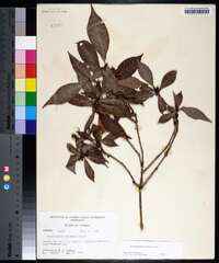 Psychotria nervosa image