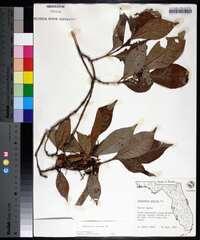 Psychotria nervosa image