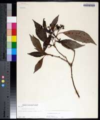 Psychotria nervosa image