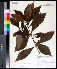 Psychotria nervosa image