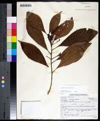 Psychotria nervosa image