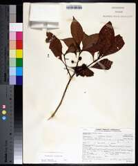 Psychotria nervosa image