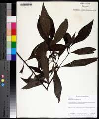 Psychotria sulzneri image