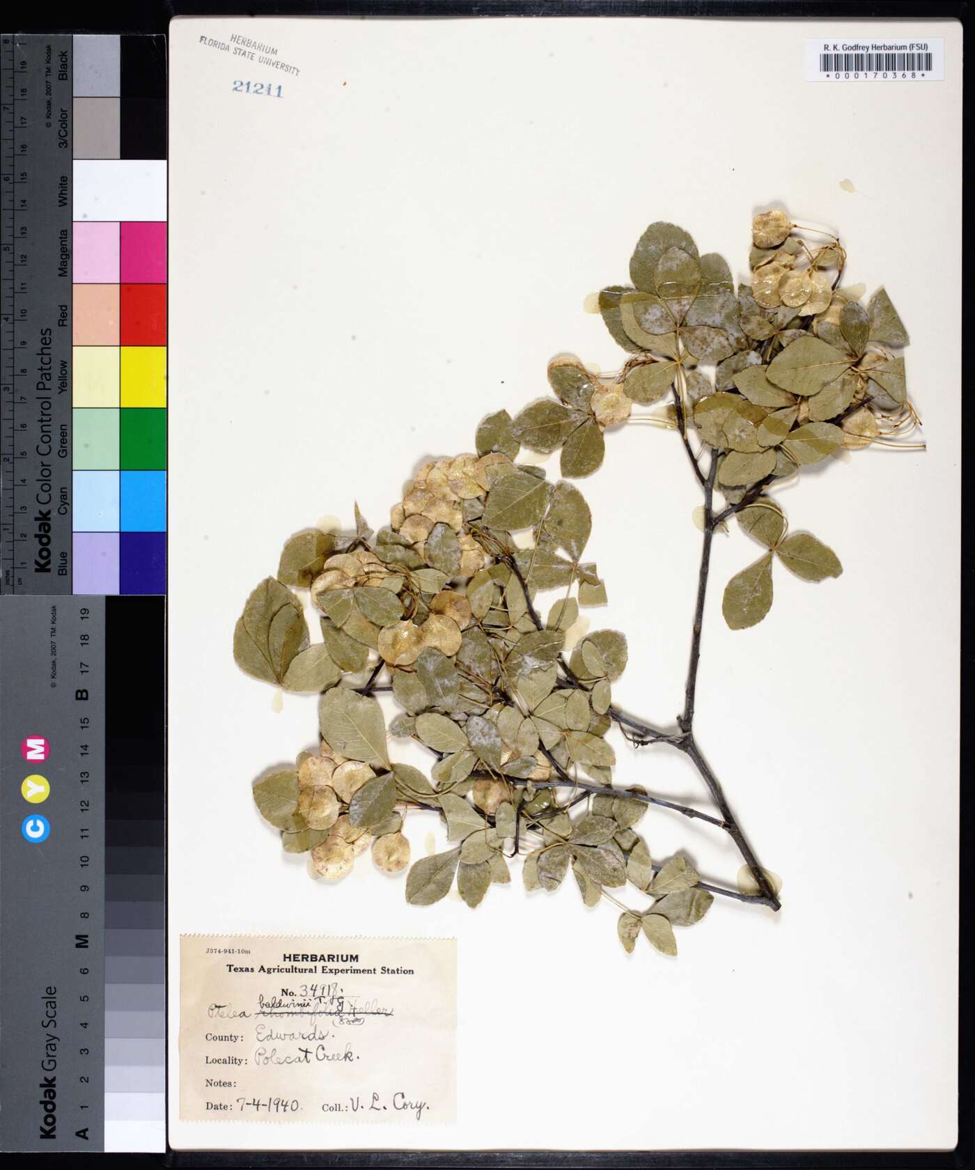 Ptelea trifoliata subsp. trifoliata image