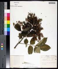 Zanthoxylum clava-herculis image