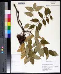 Zanthoxylum clava-herculis image