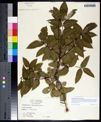 Zanthoxylum clava-herculis image