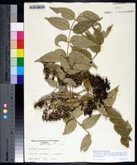 Zanthoxylum clava-herculis image