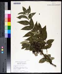 Zanthoxylum clava-herculis image