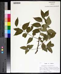 Zanthoxylum clava-herculis image