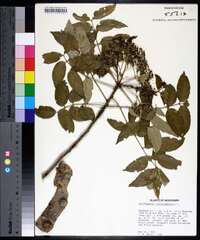 Zanthoxylum clava-herculis image