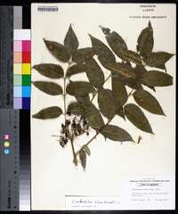 Zanthoxylum clava-herculis image