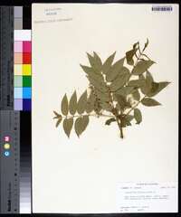 Zanthoxylum clava-herculis image