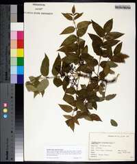 Zanthoxylum clava-herculis image