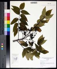 Zanthoxylum clava-herculis image