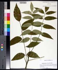 Zanthoxylum clava-herculis image