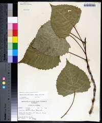 Populus deltoides subsp. deltoides image