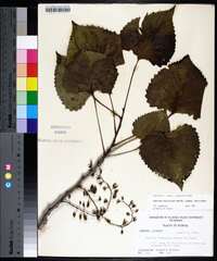 Populus deltoides subsp. deltoides image