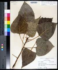 Populus deltoides subsp. deltoides image