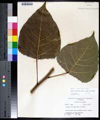 Populus deltoides subsp. deltoides image