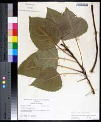 Populus deltoides subsp. deltoides image