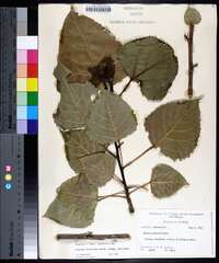 Populus deltoides subsp. deltoides image