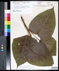 Populus deltoides subsp. deltoides image