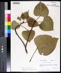 Populus deltoides subsp. deltoides image