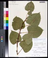 Populus heterophylla image