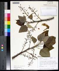 Populus heterophylla image