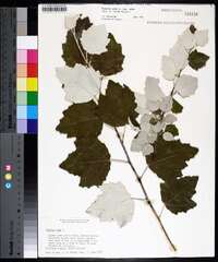 Populus alba image