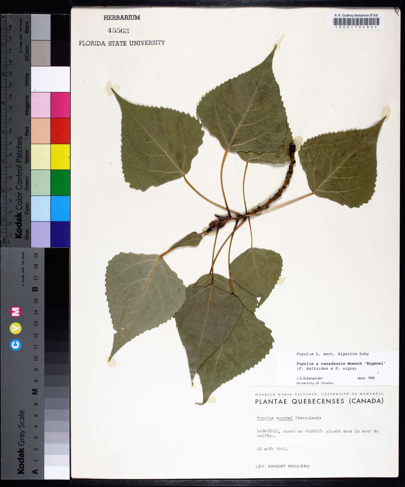 Populus canadensis image