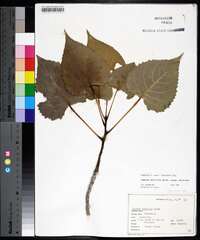 Populus deltoides subsp. deltoides image