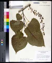 Populus deltoides subsp. deltoides image