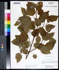 Populus grandidentata image