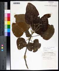 Populus heterophylla image