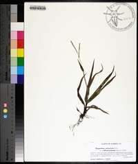 Paspalum setaceum var. villosissimum image