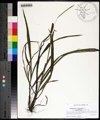 Paspalum setaceum var. ciliatifolium image