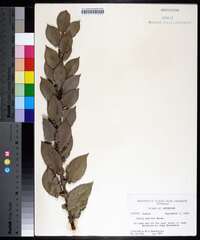 Salix sericea image