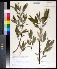 Salix sericea image