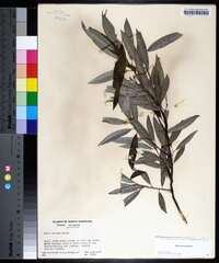 Salix sericea image