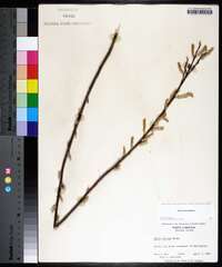 Salix sericea image