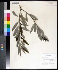 Salix sericea image