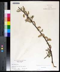 Salix sericea image