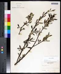 Salix sericea image